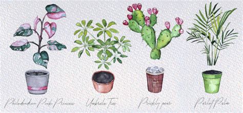 Watercolor Botanical Collection Of Home Plants Behance