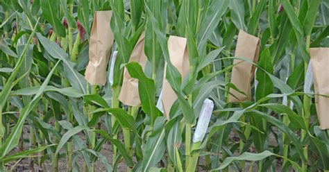 Corn Breeders Busiest Time Pollination