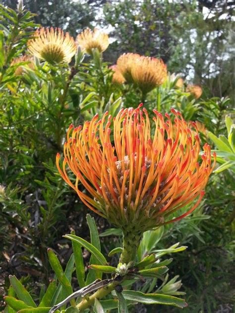 Protea Copyright Sharon L Grace Garden Flower Beds Flower