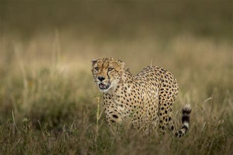 壁纸 鸢尾科 猎豹 食肉动物 大猫 Natural Landscape 中小型猫 晶须 African Leopard