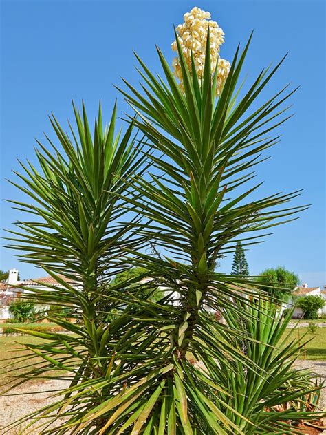 Pruning Yucca Plants - How To Prune A Yucca