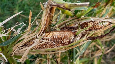 Italian farming lobbyists demand action after crops destroyed this ...