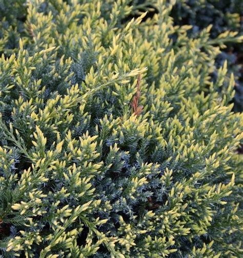 Можжевельник чешуйчатый Холгер на штамбе Juniperus squamata Holger (Pa ...