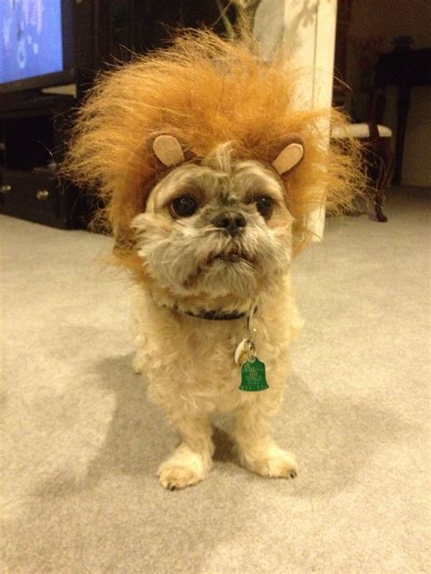 Shih Tzu Lion Costume | Dog Halloween Costumes