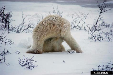 Polar Bear Ursus Maritimus