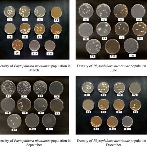 Colony Morphology Of Phytophthora Betacei P Infestans And P Andina