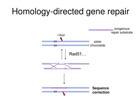 PPT Homology Directed Gene Repair PowerPoint Presentation Free