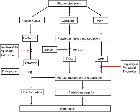 Antithrombotic Agents Circulation Research