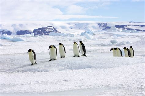 Snow Hill Island in Antarctica | Penguin Watching Location | Wildlife ...