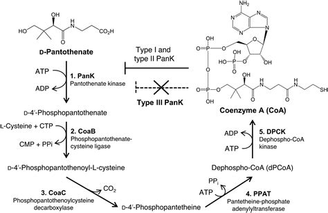 Coenzyme A Synthesis