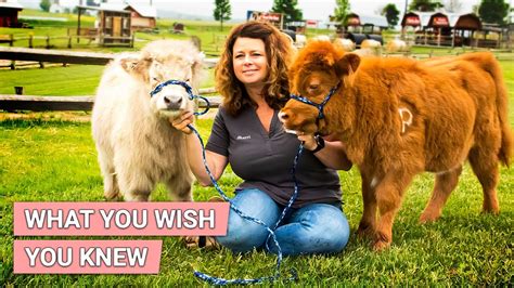 MINI COW Things You MUST Know Before Adopting Mini Cow As Pet YouTube