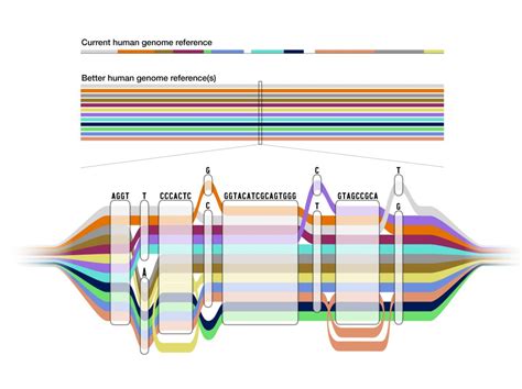 A More Diverse Human Reference Genome Embl