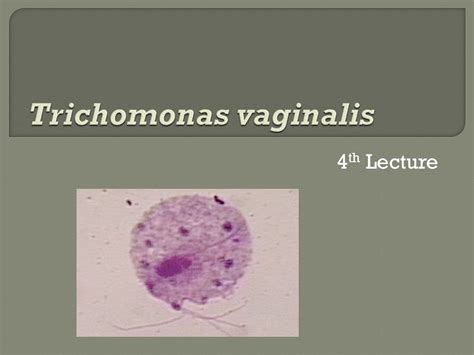 Trichomonas Vaginalis Slide