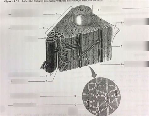 Chapter 7 Bone OSTEON UNIT DIAGRAM Diagram Quizlet