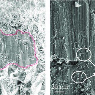 Typical SEM Images Of Microstructures On The Sheared Surfaces A