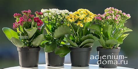 Растение ⌀ 6 Kalanchoe CALANDIVA MINI (Каланхоэ маджента): купить c ...
