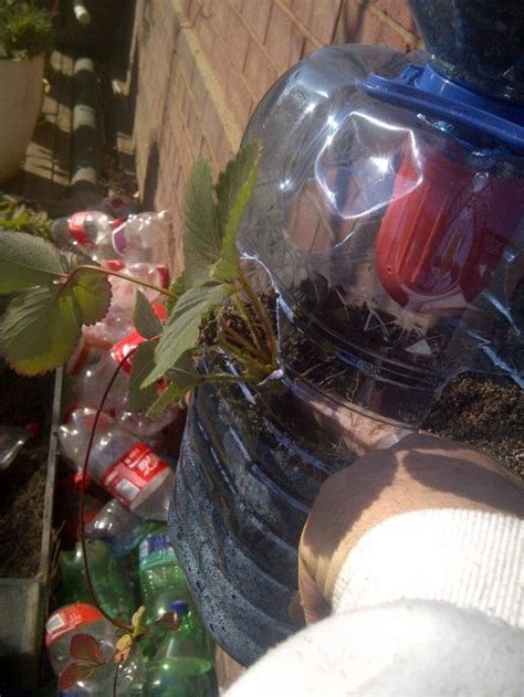 How To Grow Strawberries Using Plastic Bottles With Photos Artofit