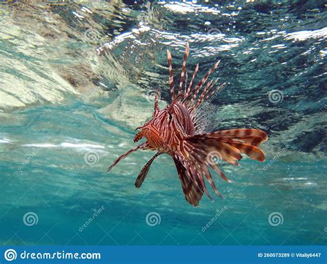 Lion Fish In The Red Sea In Clear Blue Water Hunting For Food Stock