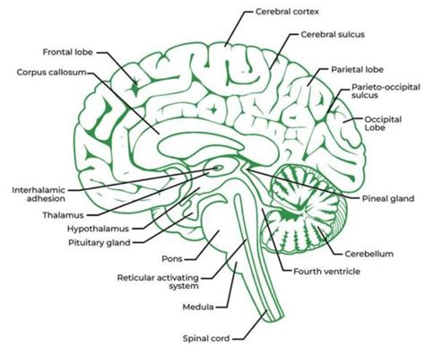 What Is Nervous System Definition Functions Types Off