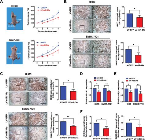 Administration Of Mir 34a With Lentivirus Suppresses Cancer Cell Growth Download Scientific