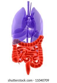 órganos humanos intestinos resaltados ilustración de stock 11040709