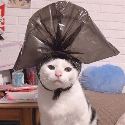 Create Meme Cat With A Bag On His Head Cats With A Bag On Their Head