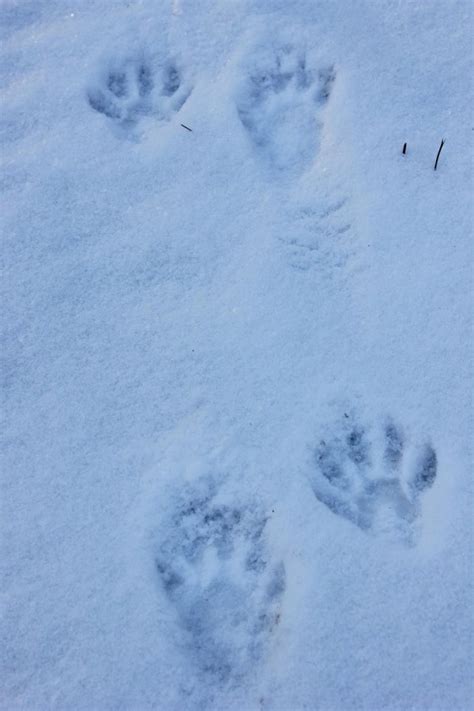 Guide To Animal Tracks In Snow