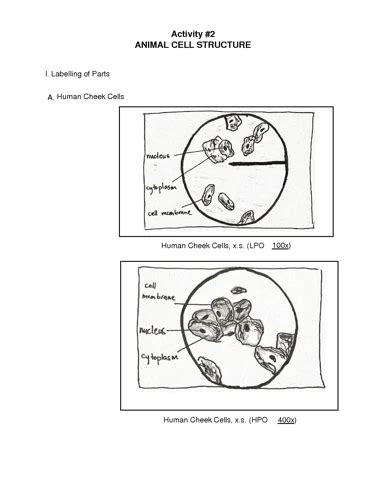 How To Look At Cheek Cells Under A Microscope A Step By Step Guide