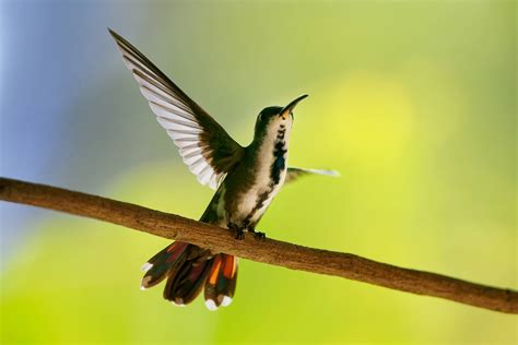 Hummingbirds in Wisconsin: 7 Cool Species Fluttering About!