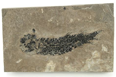 3.1" Devonian Lobed-Fin Fish (Osteolepis) Fossil - Scotland (#231962) For Sale - FossilEra.com