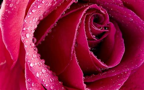 Rosa P Talos Brote Gotas Macro Fondo De Pantalla Hd Wallpaperbetter