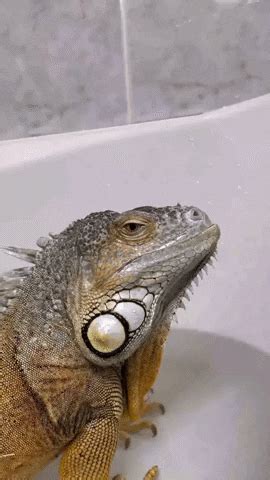 Funny Iguana GIFs - Get the best GIF on GIPHY