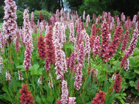 Горец змеиный "Polygonum"