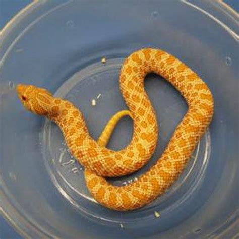 Albino Western Hognose snake - c.b. babies