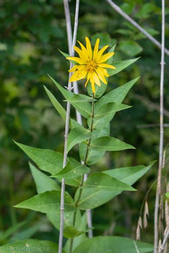 Simpsons Rosinweed Variety Silphium Asteriscus Simpsonii · Inaturalist