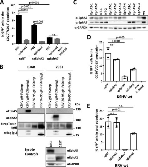 Epha Is The Predominant Eph Receptor For Infection Of Bjab Cells By