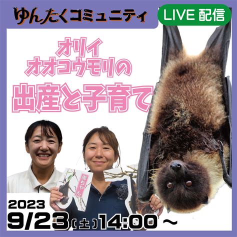 ゆんたくコミュニティ限定配信「オオコウモリの出産と子育て」 沖縄こどもの国 Okinawa Zoo And Museum