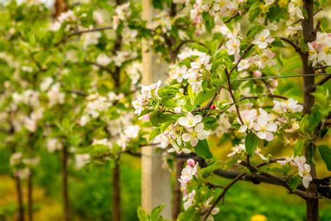 Branching Out: How to Espalier Apple Trees for Optimal Growth and ...