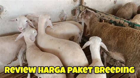 Review Harga Paket Breeding Domba Texel Dan Komposit Di Kandang Kurawa