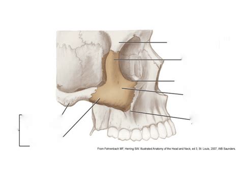 zygomatic arch Quiz