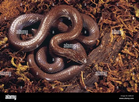 Indian Smooth Snake Coronella Brachyura Non Venomous Rare Small