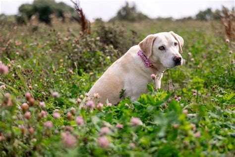 Preocupado a mobilidade do seu cão Aqui estão os sinais para