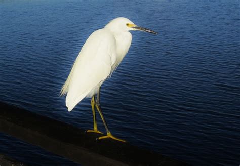 Snowy Egret Bolsa Chica Dave Telford Flickr