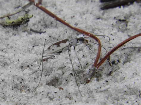 Moustached Tiger Beetle | BirdForum