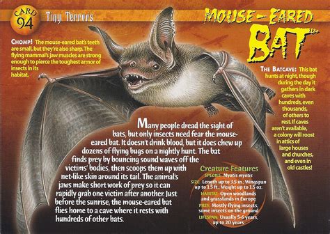 Mouse-Eared Bat | Weird n' Wild Creatures Wiki | FANDOM powered by Wikia