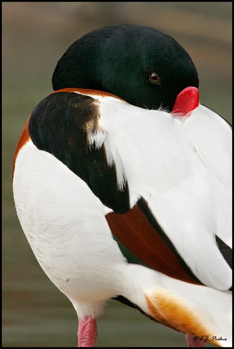 Common Shelduck Page