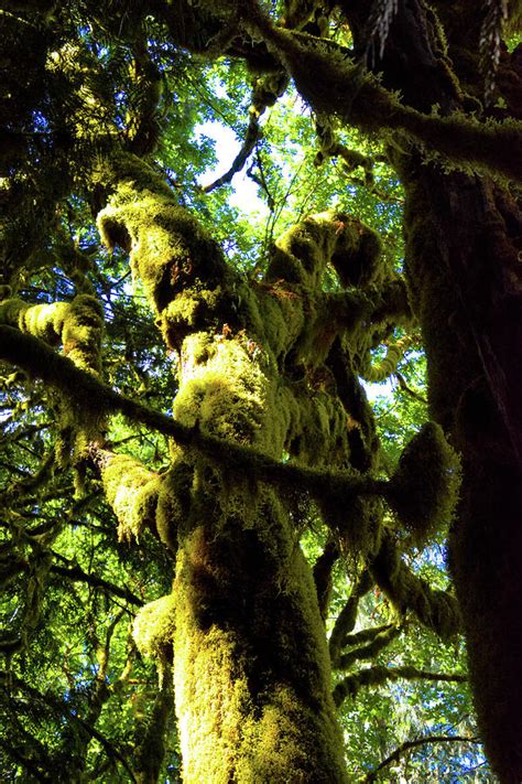 Hoh Rainforest 2 Photograph by Brian Goodbar - Pixels