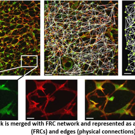 Assessing the topology of the Fibroblastic Reticular Cell (FRC ...