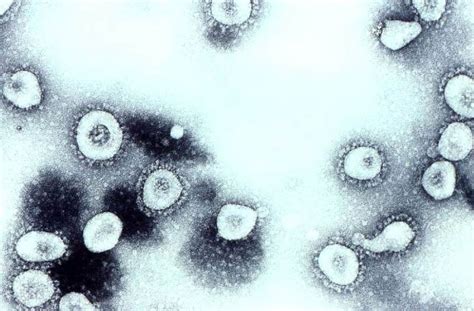 gratis billede coronavirus oc virioner