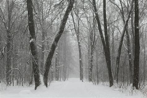 Winter Forest Photos, Download The BEST Free Winter Forest Stock Photos ...